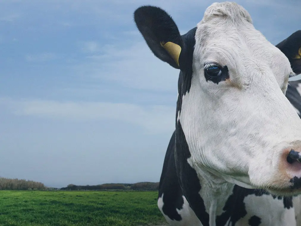 ‘Cow’ (2022) Review: “Unflinching With Few Words”